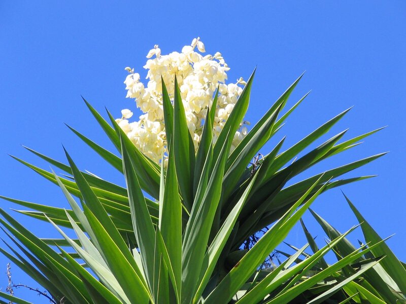 Yucca Plant with Flowers — Green