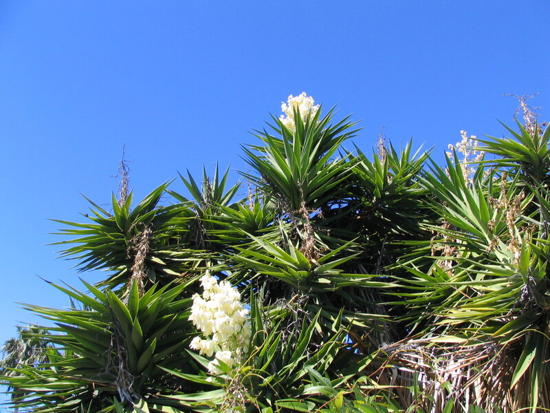 Yucca Plant with Flowers