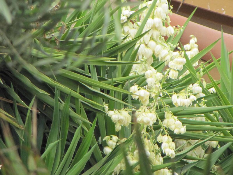 Yucca Plant with White Flowers
