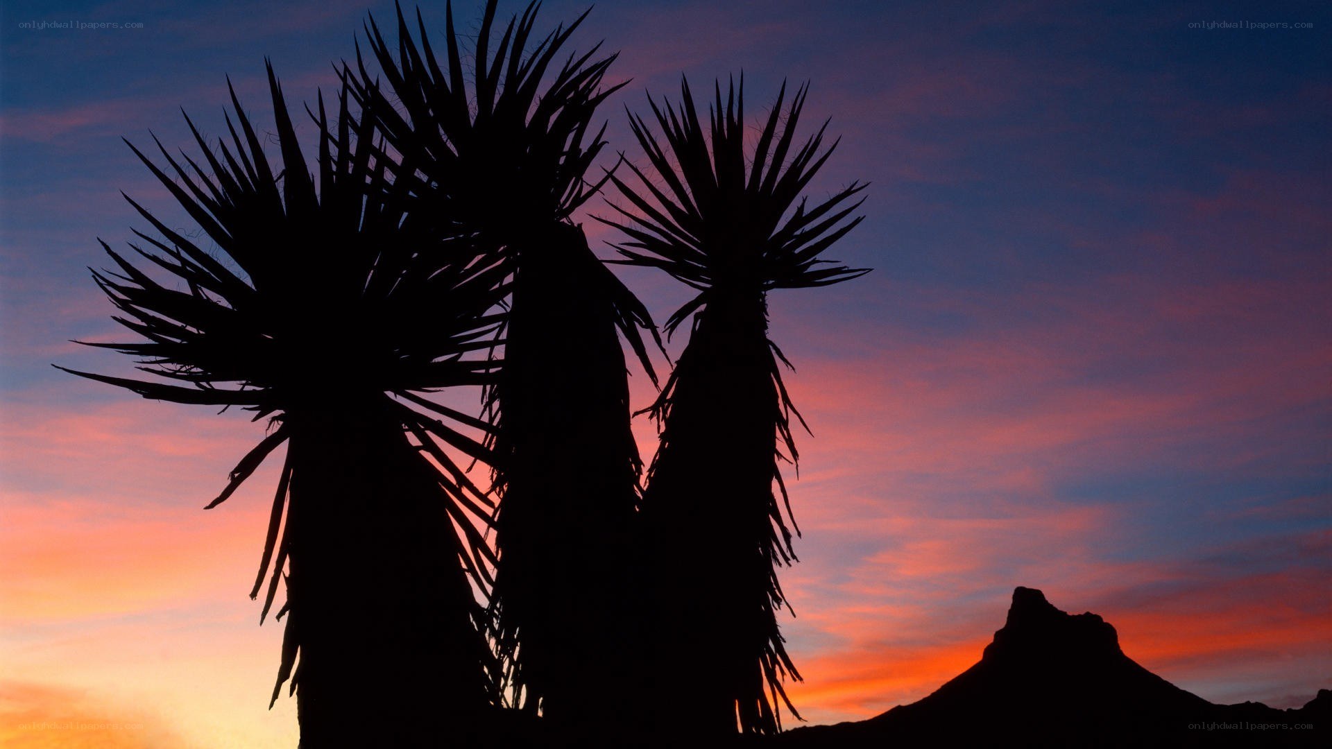 Yucca plants at sunset