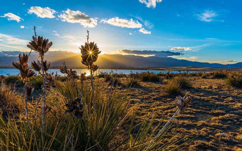 Yucca Plants at Sunset — Blue, Serene