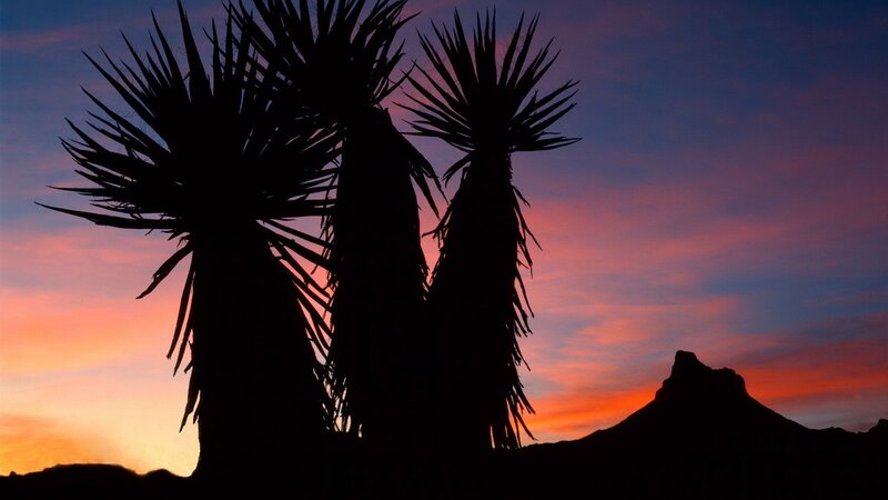 Yucca plants at sunset