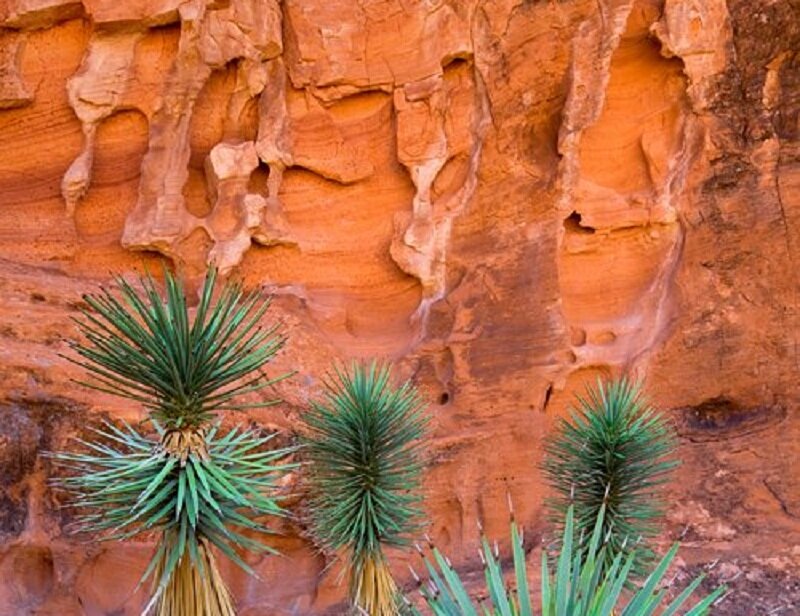 Yucca Plants in Canyon