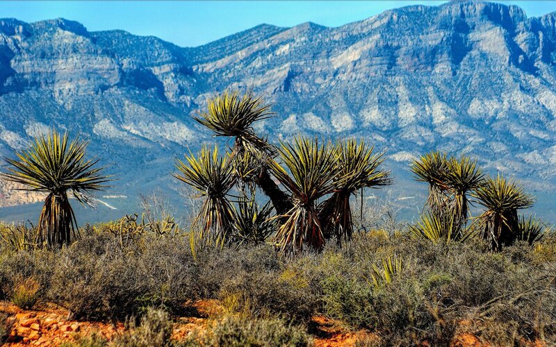Yucca Plants in Desert — Blue