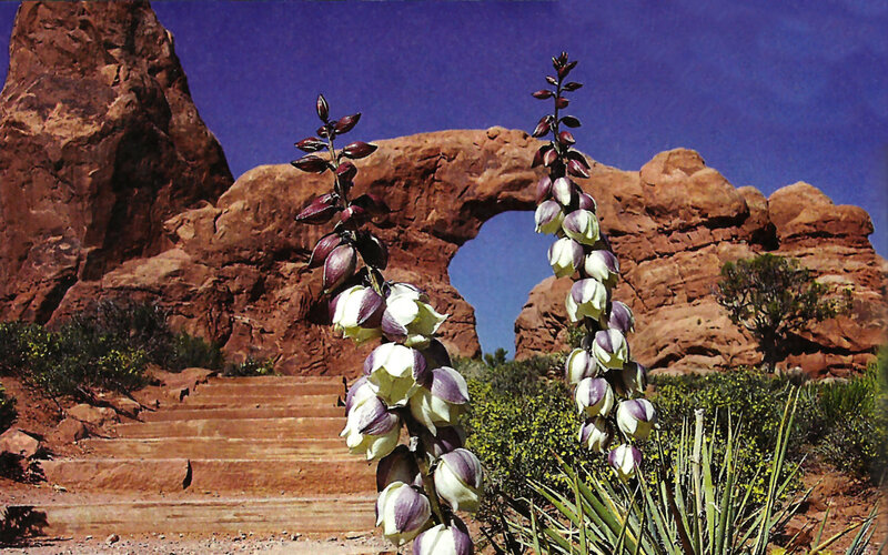 Yucca Plants in Desert — Red