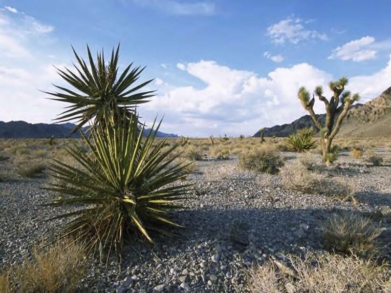 Yucca Plants in Desert