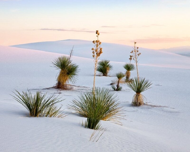 Yucca Plants in Sand Dunes