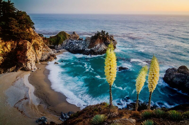 Yucca Plants on Cliff — Blue