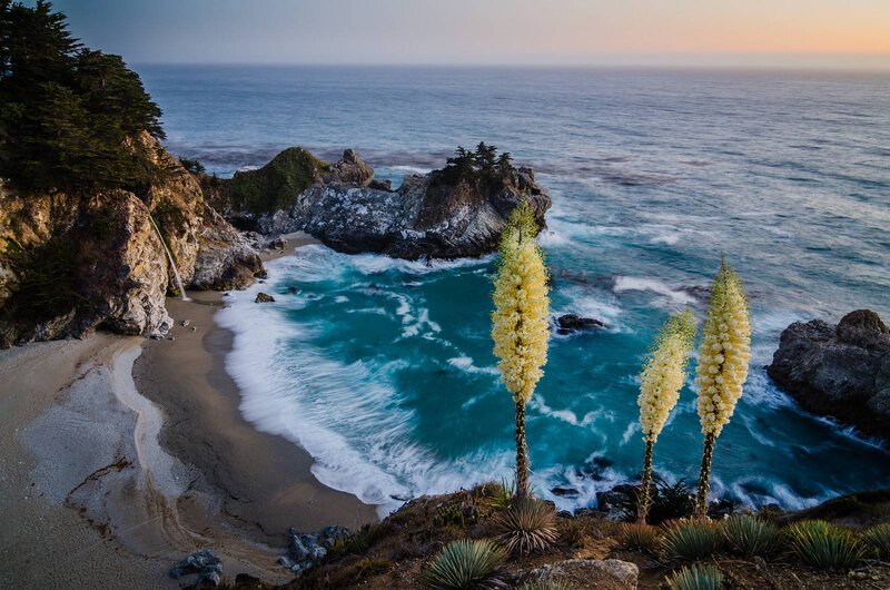 Yucca Plants on Cliff