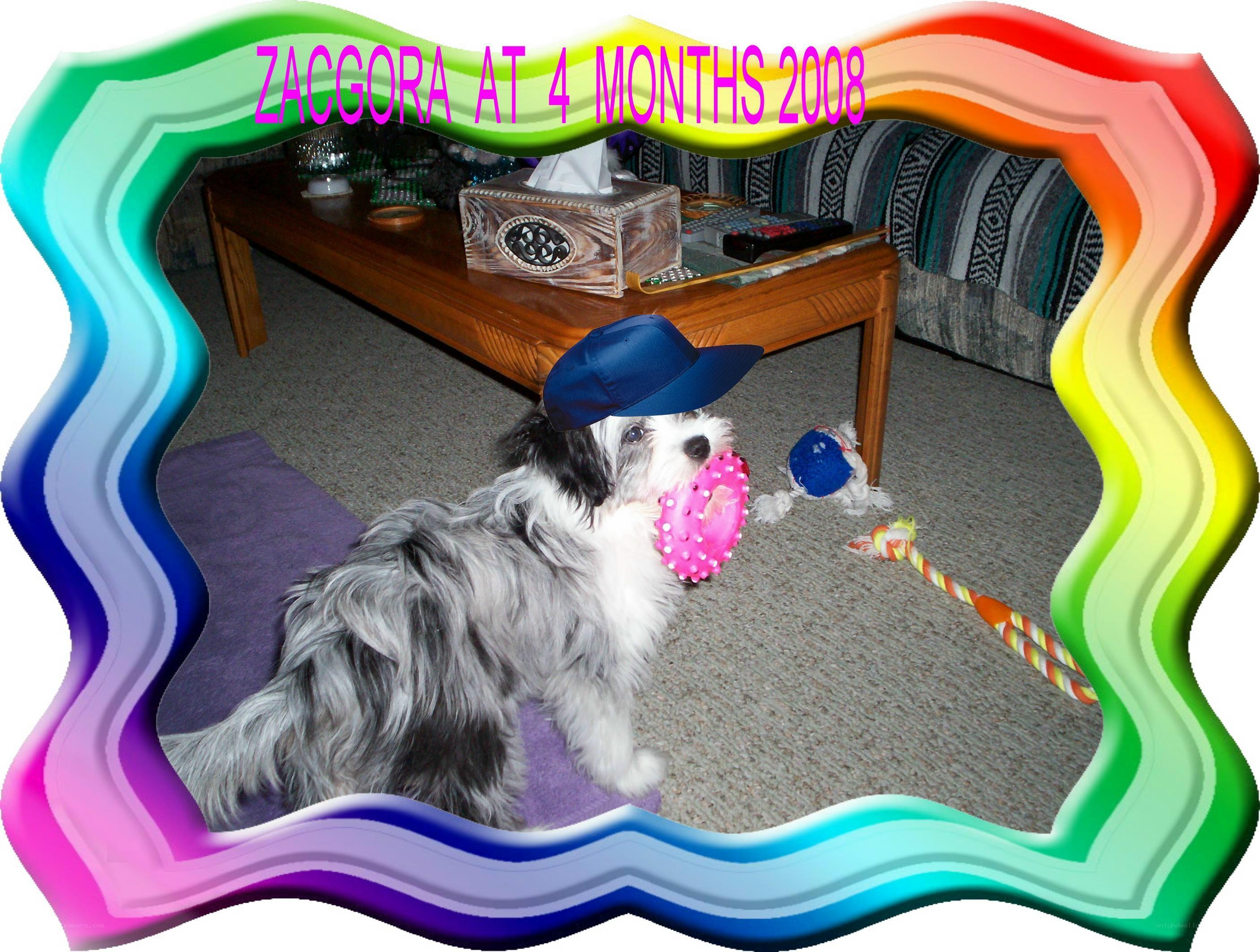 Zacgora at four months