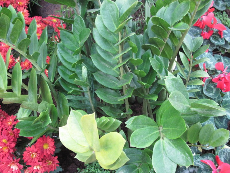 Zamioculcas Zamiifolia Plant