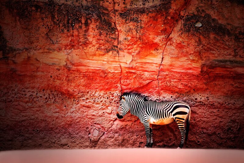 Zebra Against Red Rock