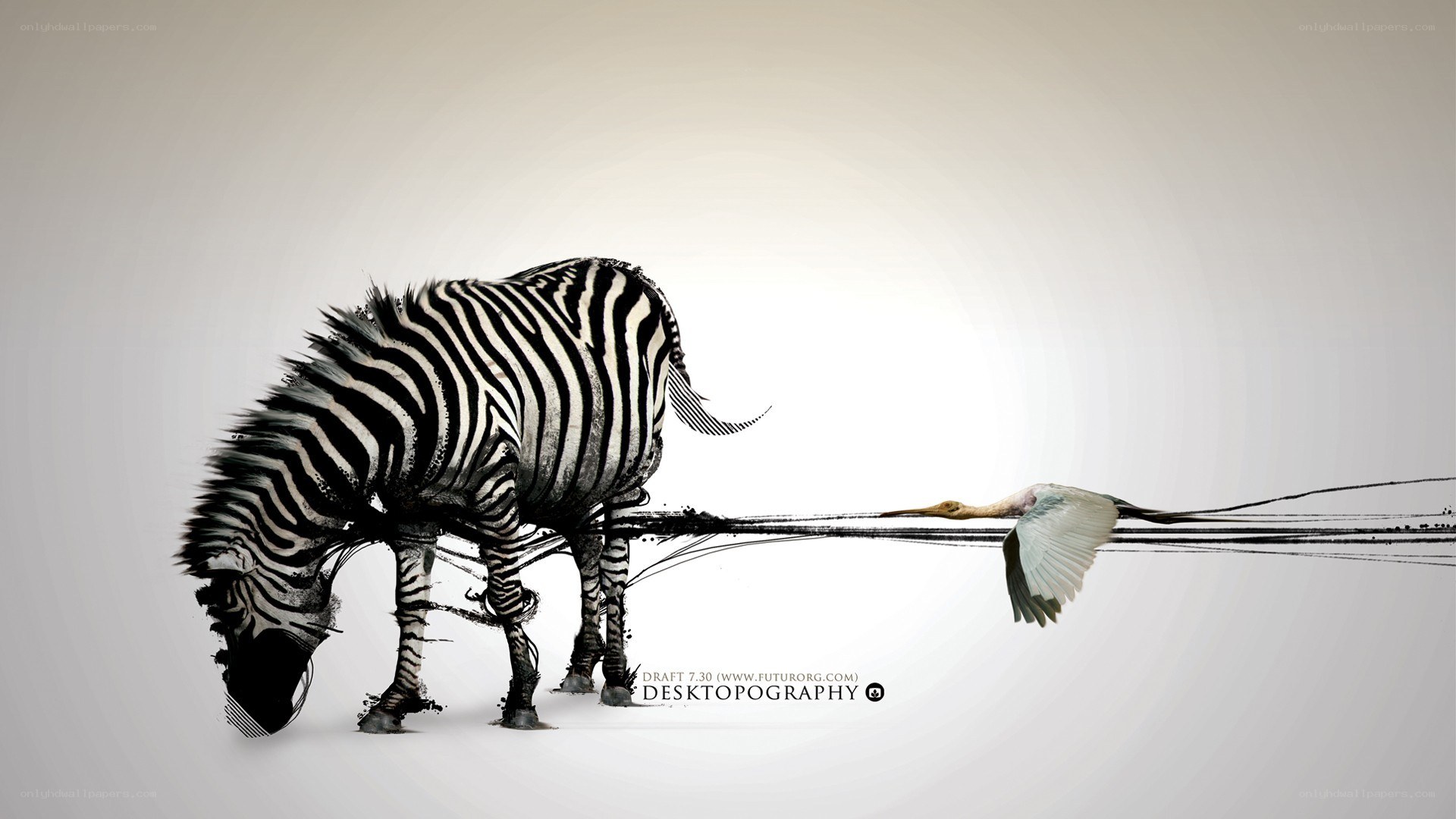 zebra and bird artwork