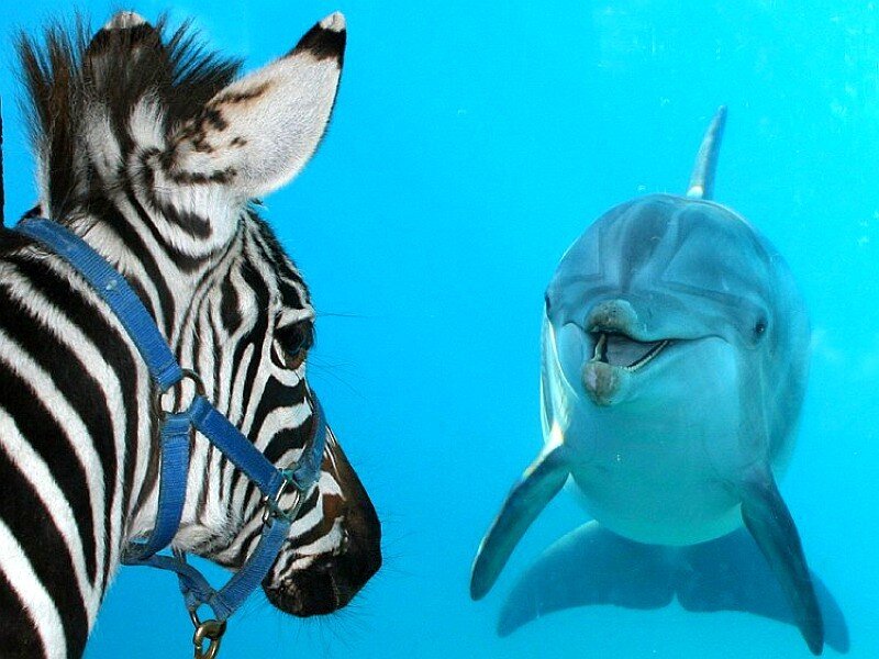 zebra and dolphin underwater