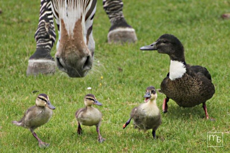 Zebra and Duck Family