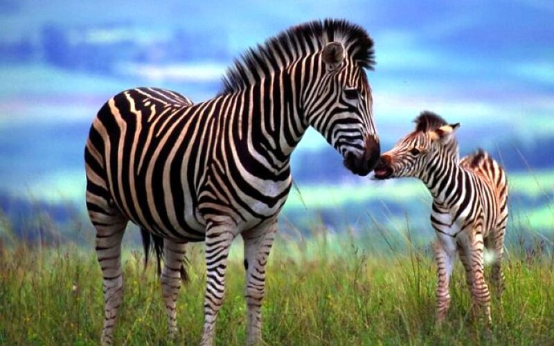 Zebra and Foal — Blue
