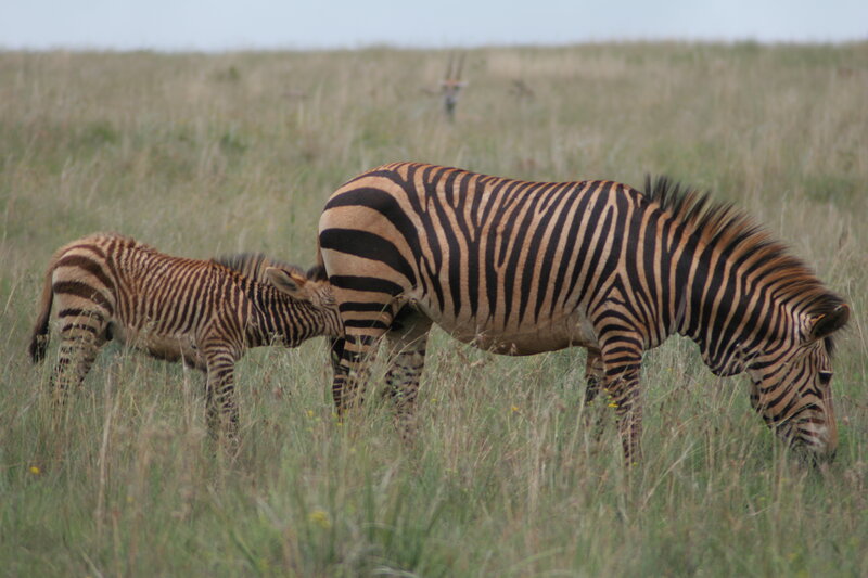 Zebra and Foal Grazing