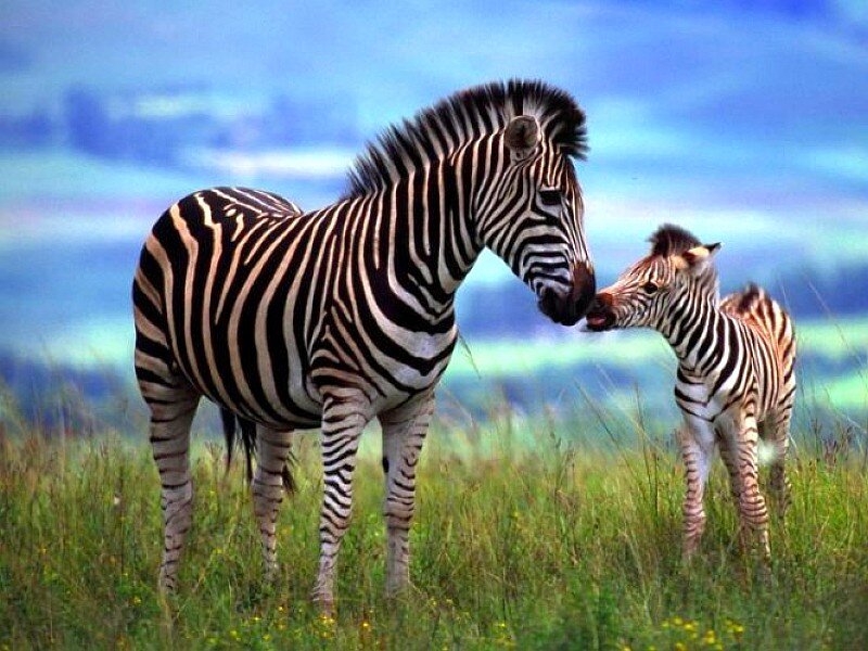 Zebra and Foal — Green, Serene, Afternoon