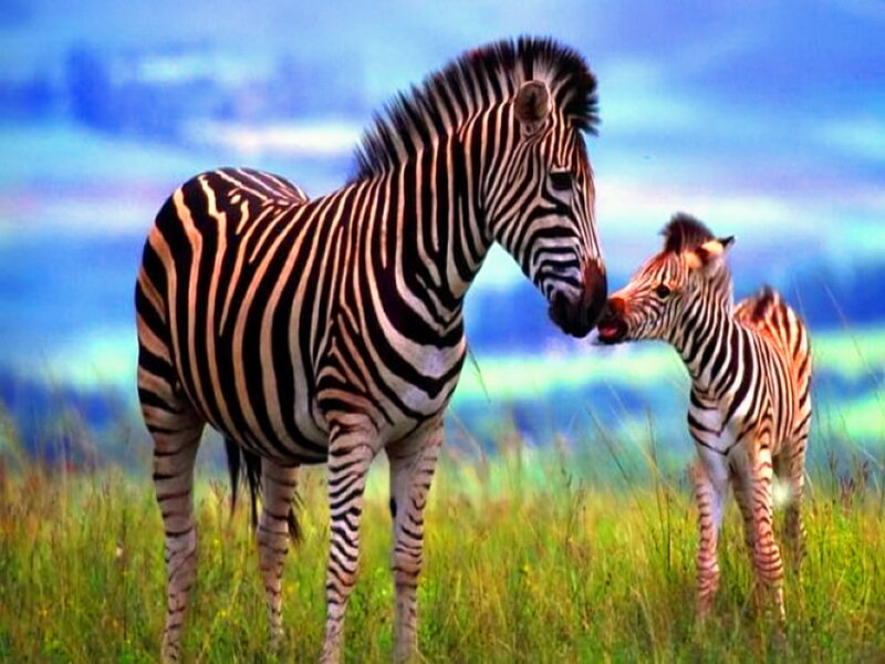 Zebra and Foal — Green, Serene