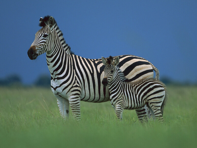 Zebra and Foal — Green