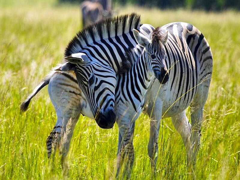 Zebra and Foal in Grass