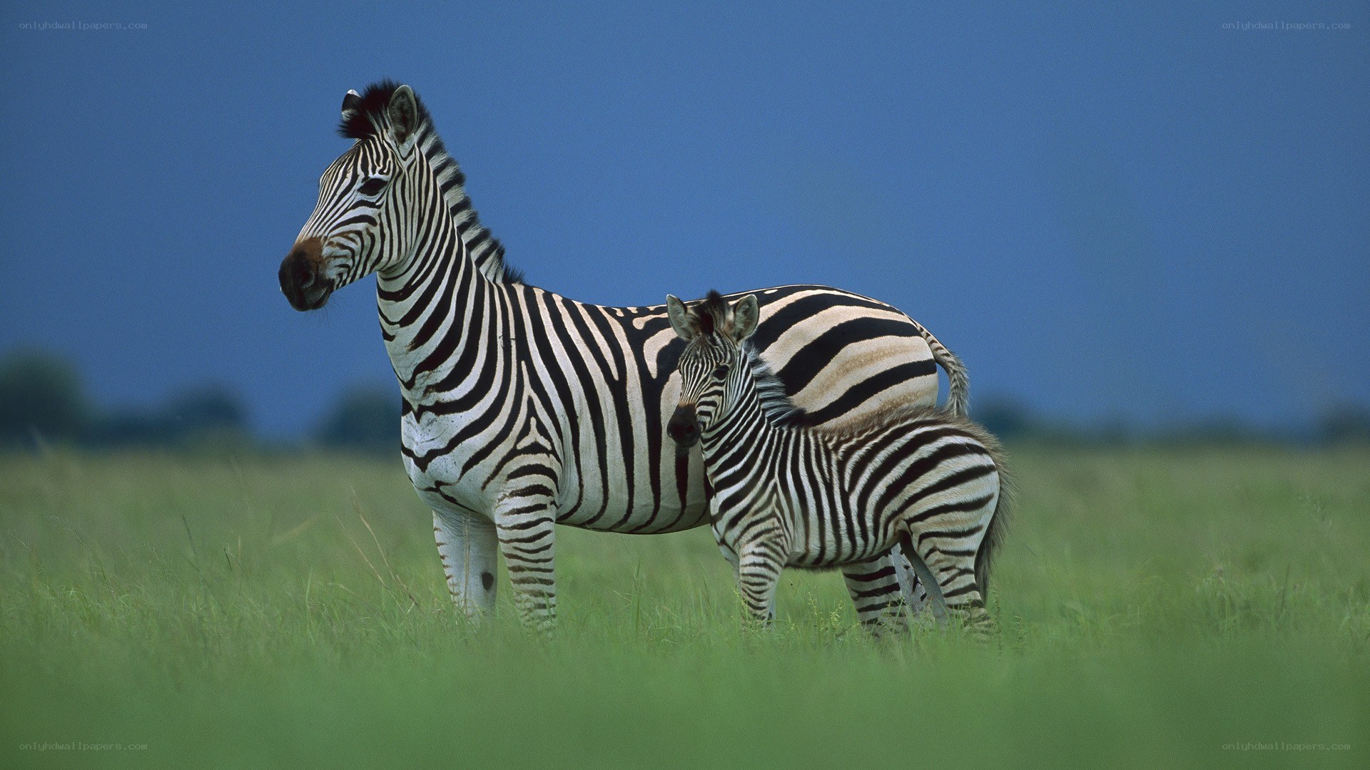 Zebra and foal in grassland