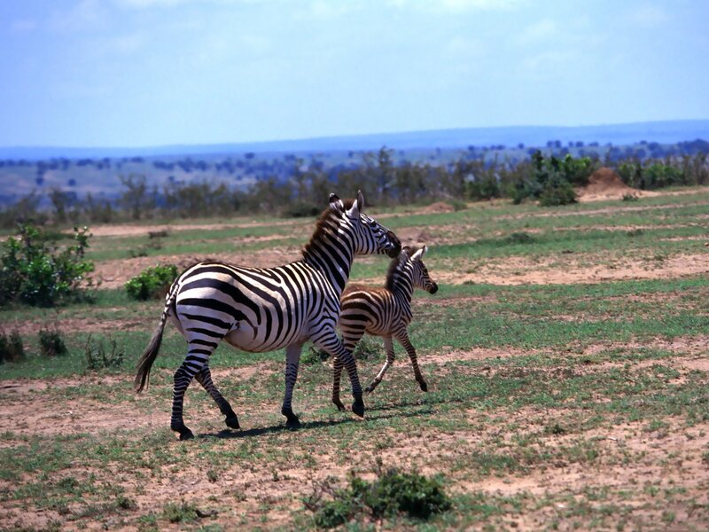 Zebra and foal in savanna
