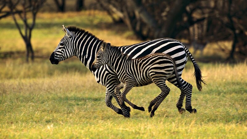 Zebra and Foal Running