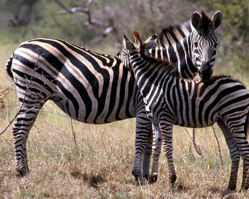 Zebra and Foal