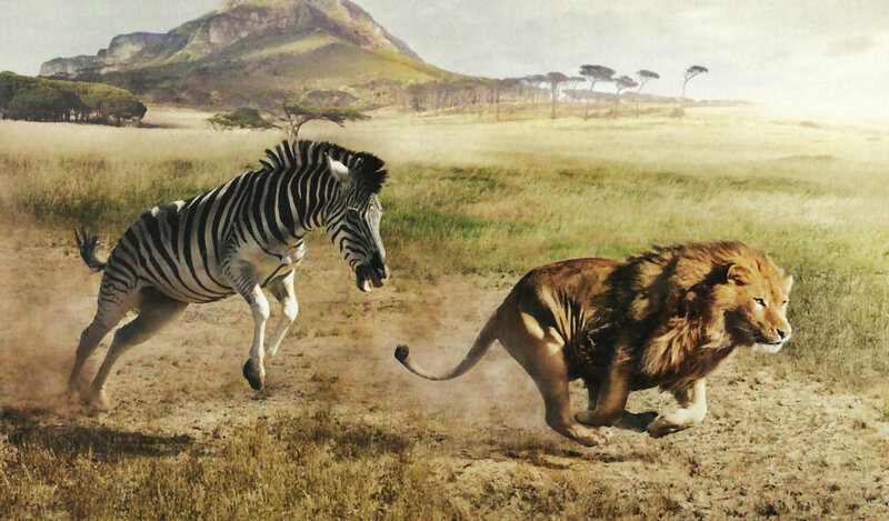 Zebra and Lion Running