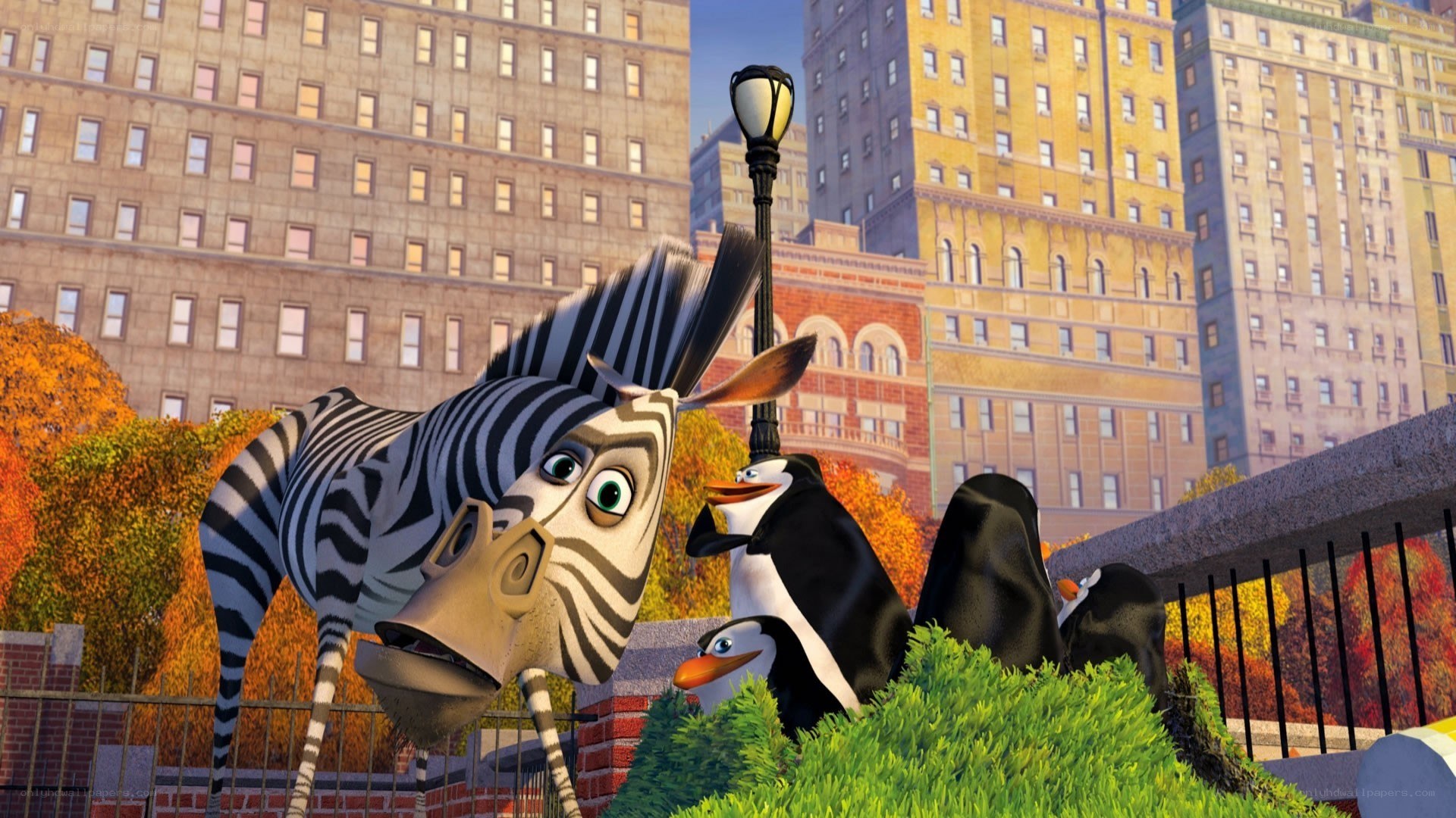 zebra and penguins in city