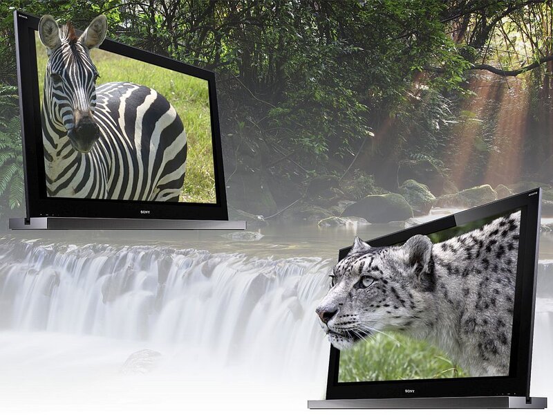 Zebra and Snow Leopard