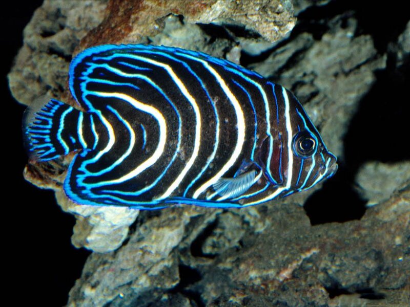 Zebra Angelfish