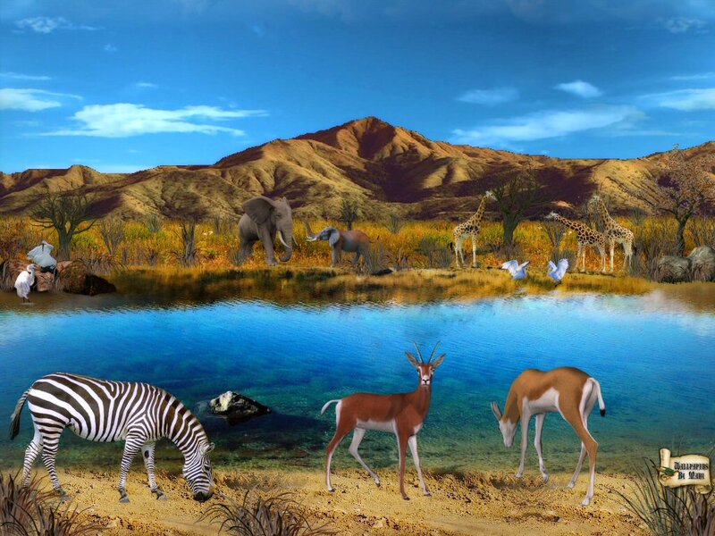 Zebra at Watering Hole