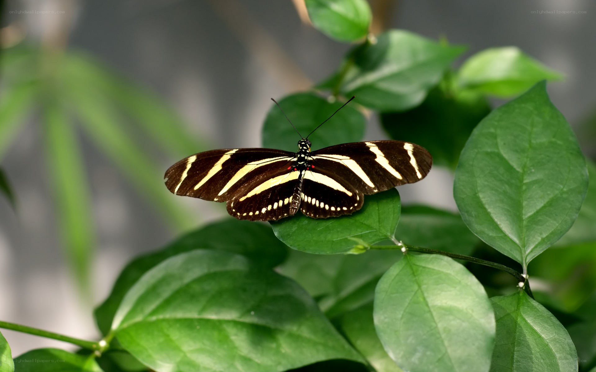 Zebra butterfly on green leaf