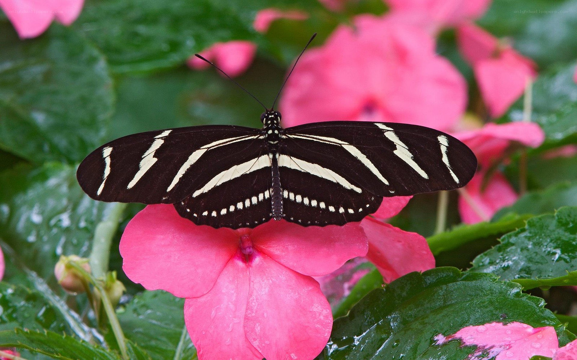 Zebra butterfly on pink flower