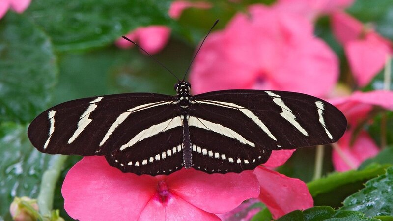 Zebra butterfly on pink flower