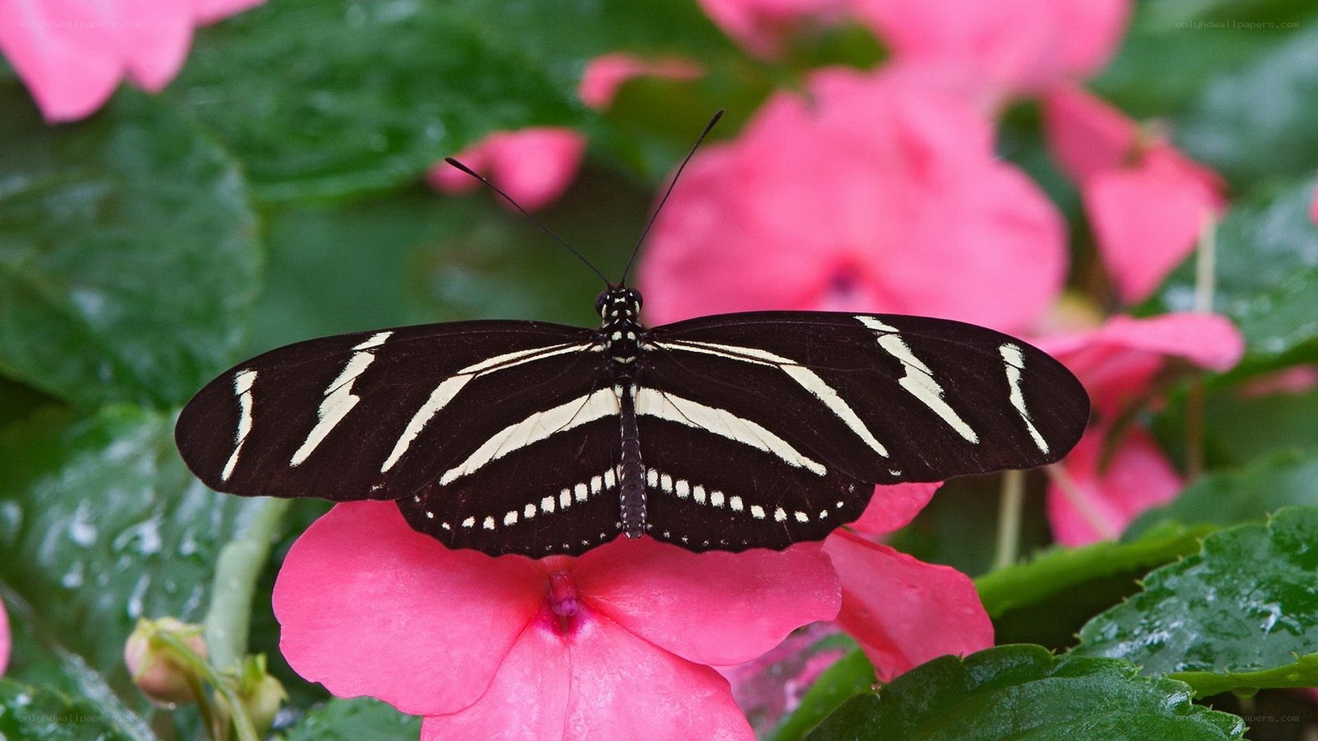 Zebra butterfly on pink flower