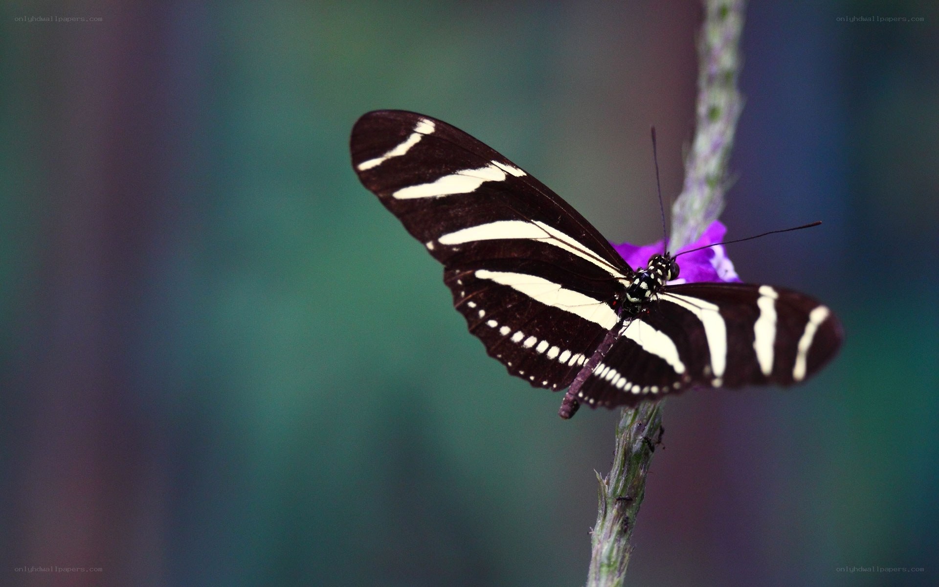 Zebra butterfly on purple flower