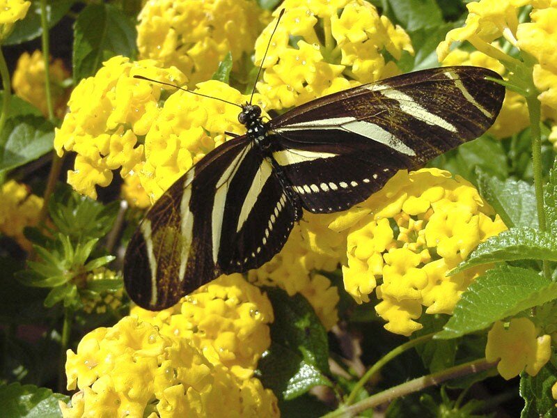 Zebra butterfly on yellow flowers