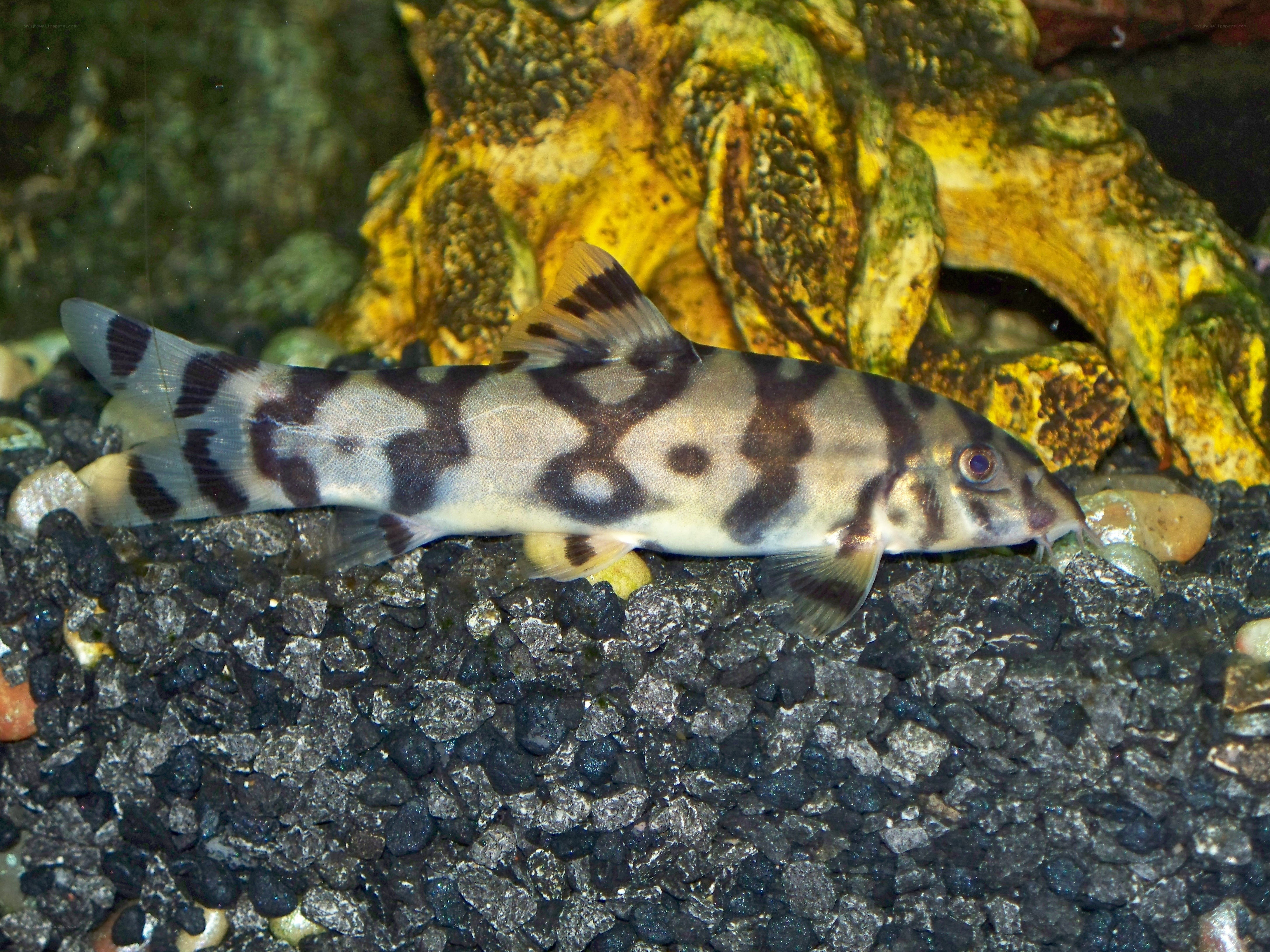 Zebra catfish in aquarium