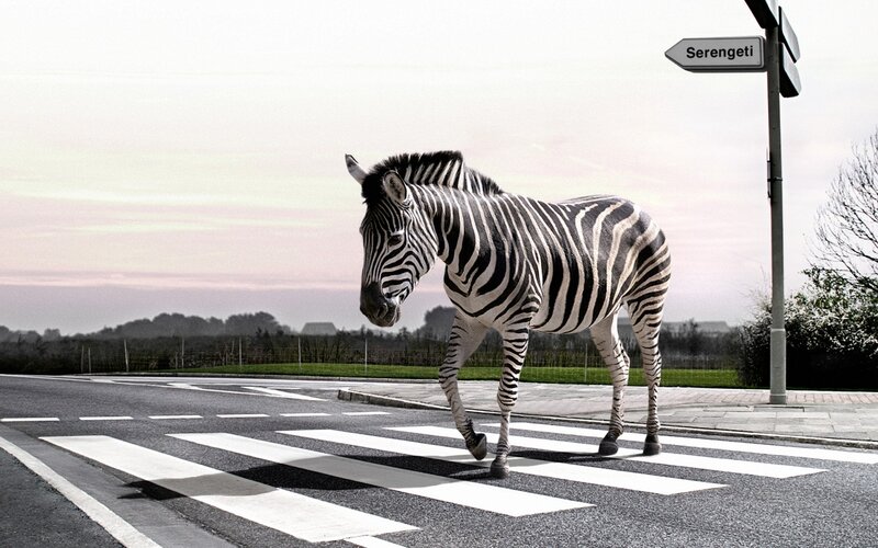 Zebra Crossing Road — Black