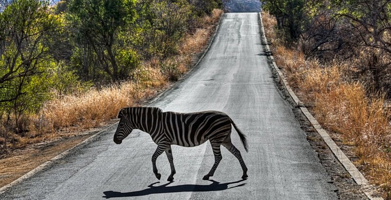 Zebra Crossing Road — Gray