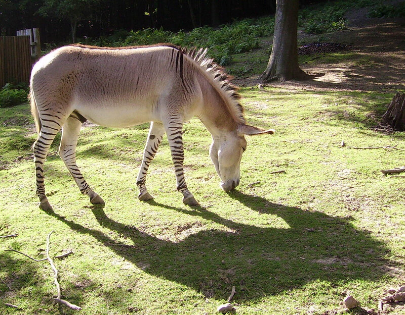zebra-donkey hybrid grazing