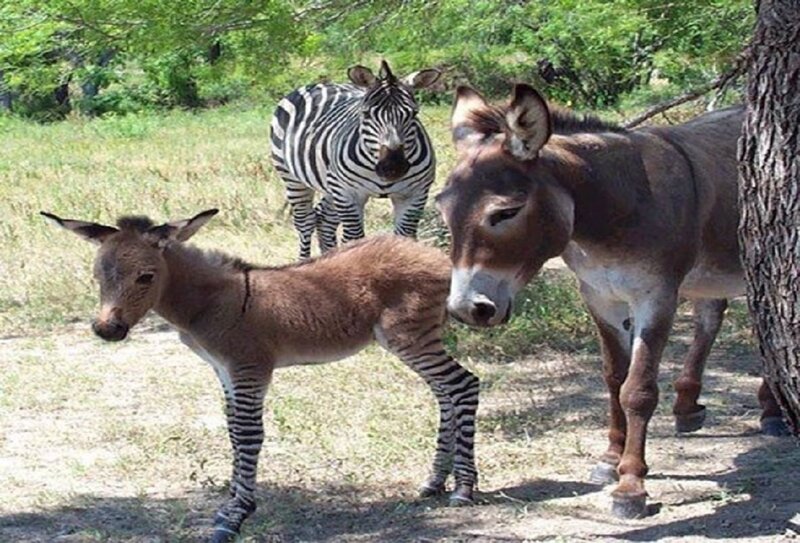 Zebra-donkey Hybrid