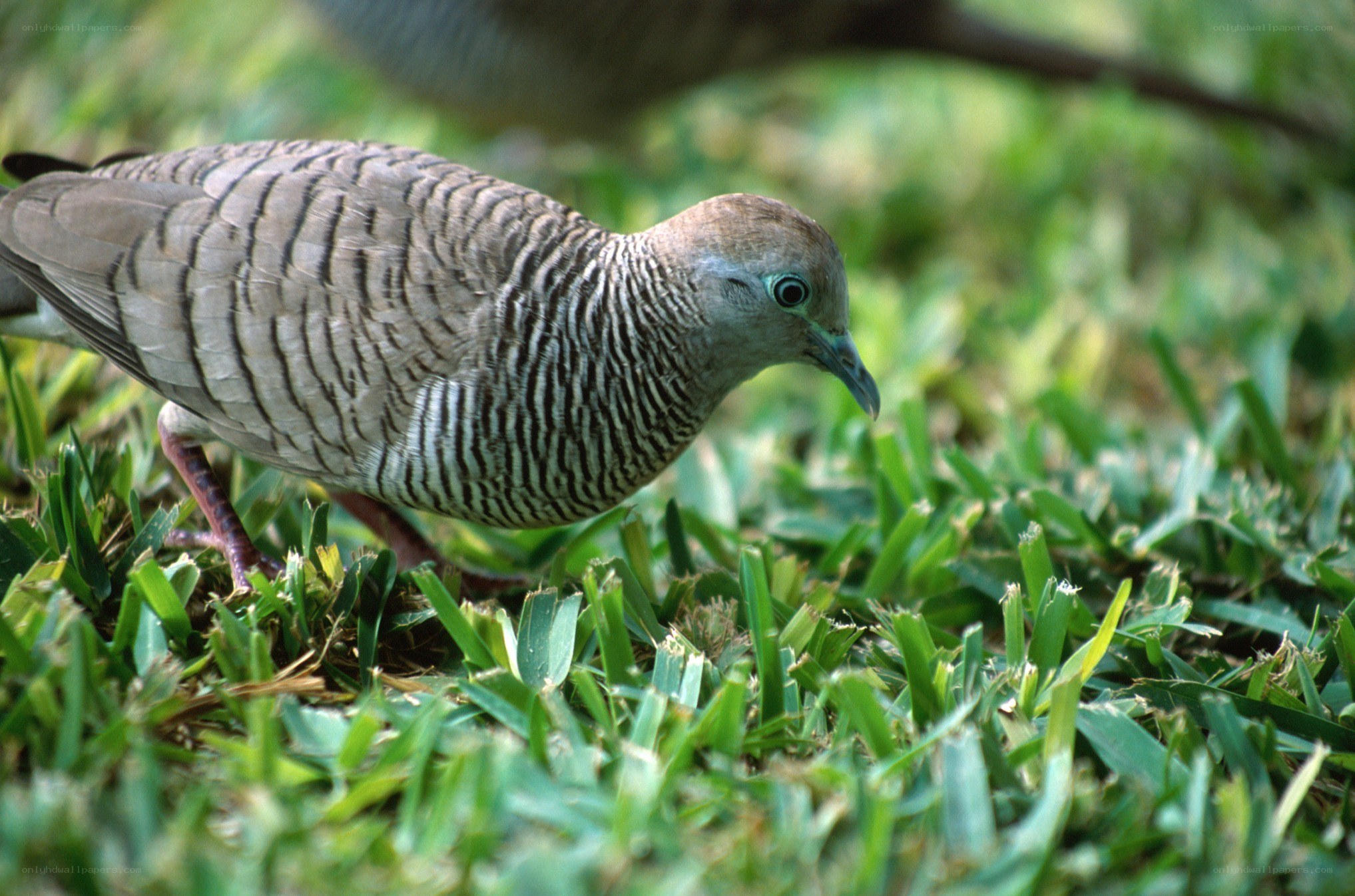 Zebra dove on grass