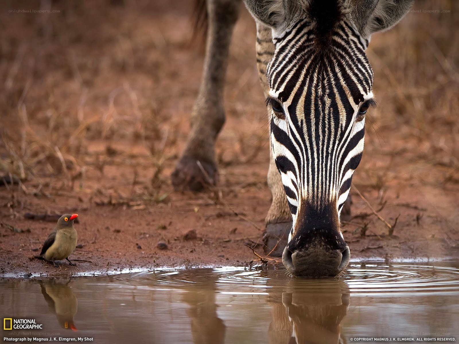 Zebra drinking at waterhole