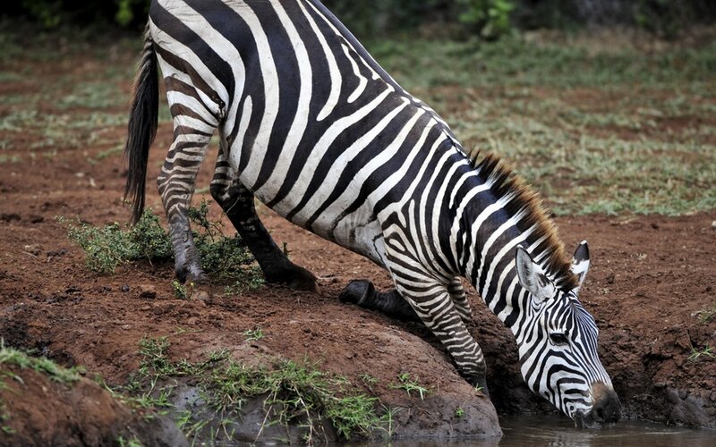 Zebra drinking from a waterhole
