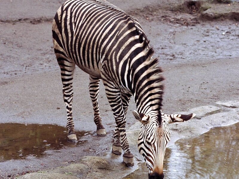 zebra drinking from puddle