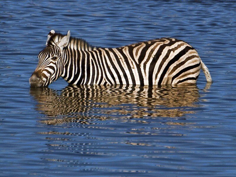 zebra drinking from water